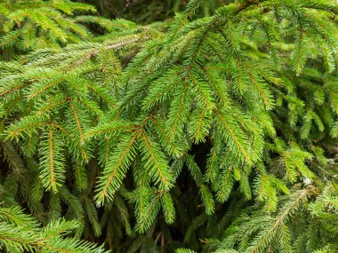 Noel ağacı dalları closeup arka plan dokusu