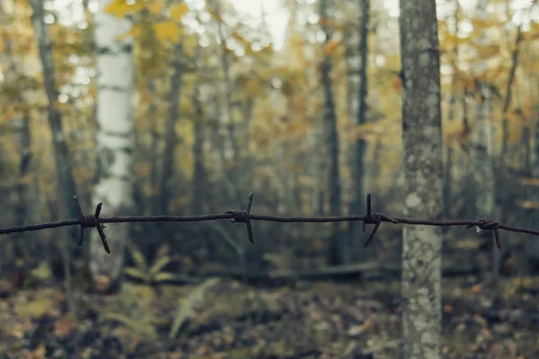 Старая ржавая колючая проволока в лесу — стоковое фото