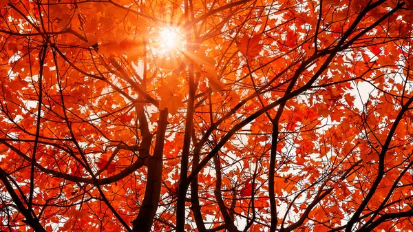 Nádherná podzimní krajina. Slunce svítí přes listí oranžového javorového — Stock fotografie