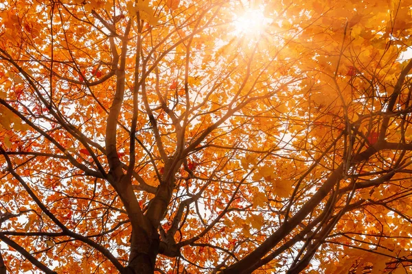 Bela paisagem de outono. O sol brilha através das folhas de bordo laranja — Fotografia de Stock