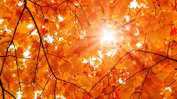 Prachtige herfst landschap. De zon schijnt door de bladeren van Oranje esdoorn — Stockfoto