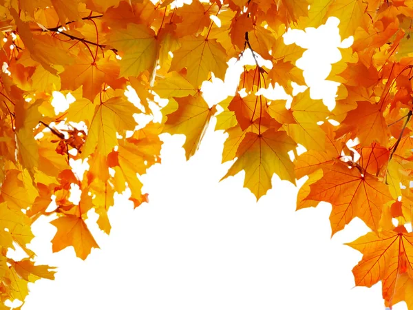 Outono folhas de bordo em forma de arco, isolado no fundo branco — Fotografia de Stock