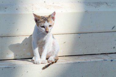 Şehir caddesinde duvara yakın Yalnız üzgün evsiz kedi yavrusu