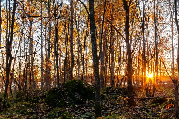 Strahlen der untergehenden Sonne bahnen sich ihren Weg durch den ausgedünnten Herbstwald — Stockfoto