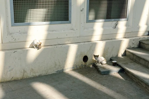 Бездомные котята возле дыры в подвале на городской улице — стоковое фото