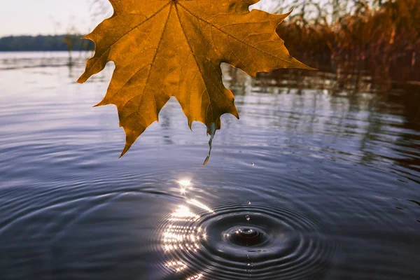 Herbst-Orangen-Ahornblatt über dem Wasser am See — Stockfoto