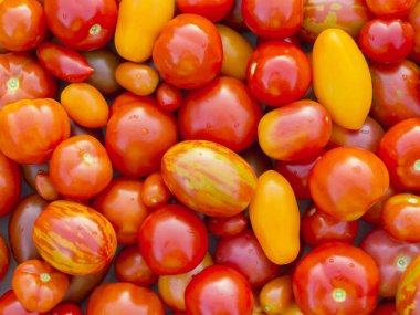 Farklı şekillerde, doku, arka plan çok renkli domates