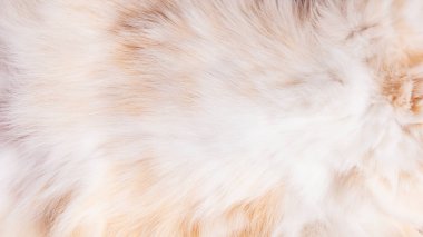 Krem bir kedi, doku, arka plan karnında Kürk
