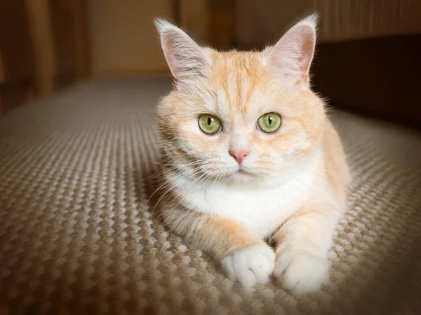Gato de mesa creme bonito com olhos verdes sentados no tapete descansando dos jogos — Fotografia de Stock
