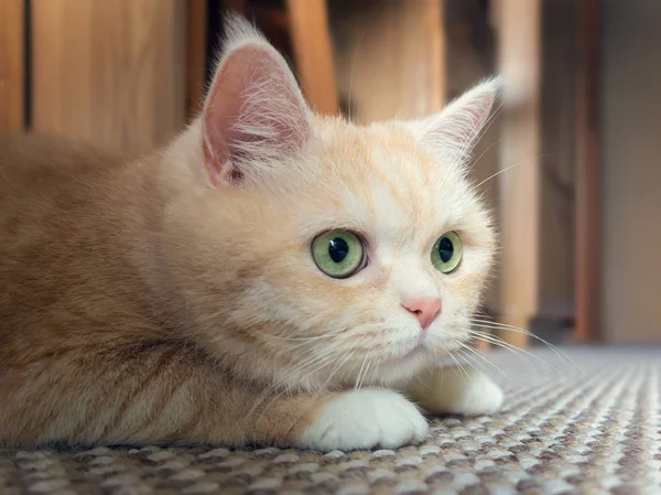 Bella crema tabby gatto con gli occhi verdi seduti sul tappeto a riposo dai giochi — Foto Stock