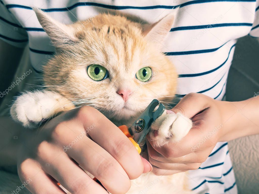 Young girl cuts the claws of a beautiful cream kitten with green eyes