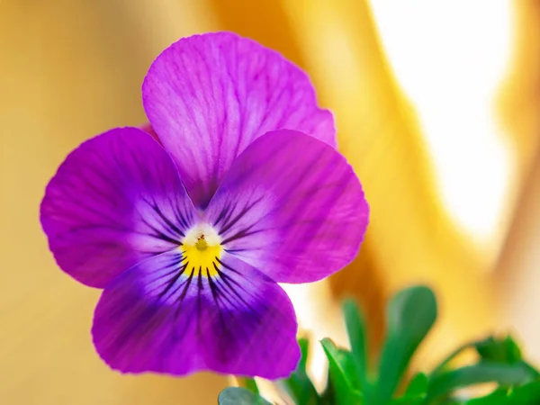 Fialová květinová Viola blízko dřevěného pozadí — Stock fotografie