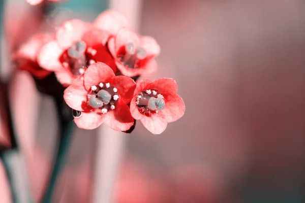 Flores rosas de Bergenia crassifolia, de cerca — Foto de Stock