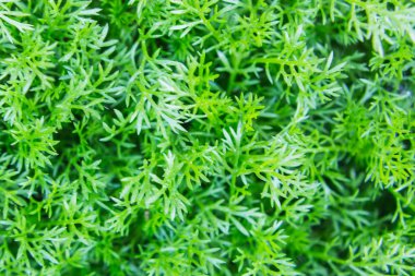 Bitkisel doku, Matricaria discoidea, doğal bitki arka plan