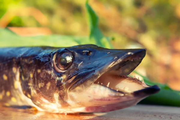The pike lies on a wooden table. Close-up head. Concept of fishing — Stock Photo, Image