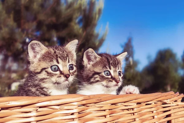 Прекрасные маленькие котята, выглядывающие из корзины, на открытом воздухе — стоковое фото