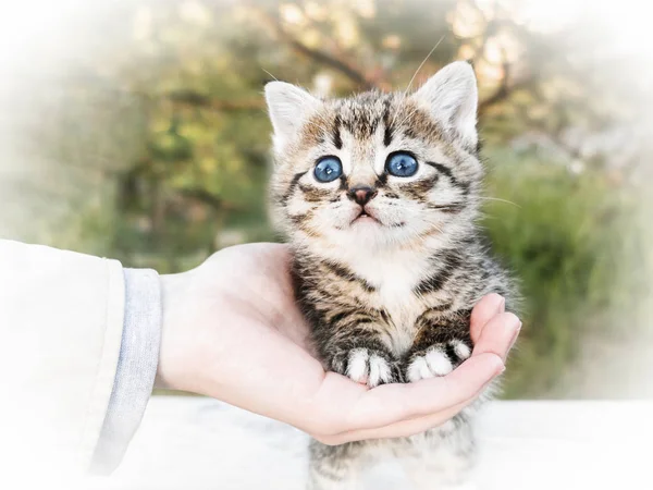 Une main de femme tient pour les pattes d'un petit chaton mignon debout sur une table, à l'extérieur — Photo