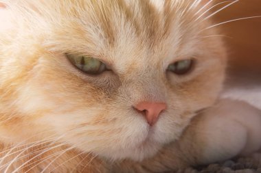 Sevimli krem tabby kedi pençe başını dinlenir, yakın