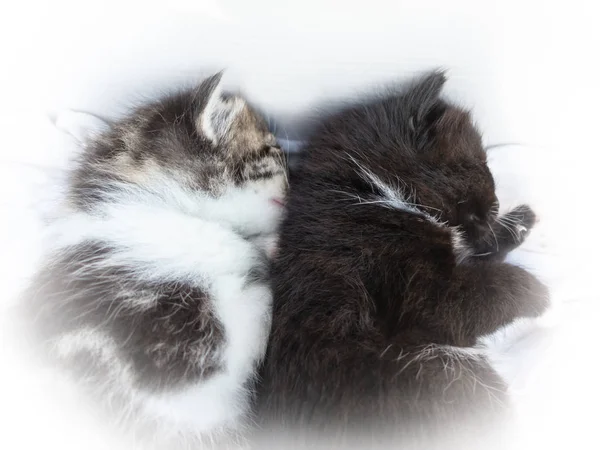 Two little kittens sleep side by side — Stock Photo, Image