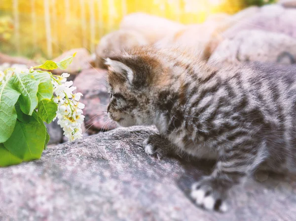 녹색 잔디에 걷는 귀여운 새끼 고양이와 흰색 꽃 냄새를 원하지 않는다 — 스톡 사진