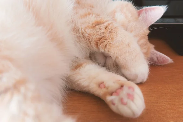 Bella crema tabby gatto dormire sul tavolo che si copre il viso con le zampe — Foto Stock