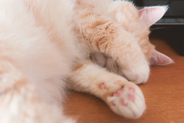 Schöne cremefarbene Katze schläft auf dem Tisch und bedeckt sein Gesicht mit seinen Pfoten — Stockfoto