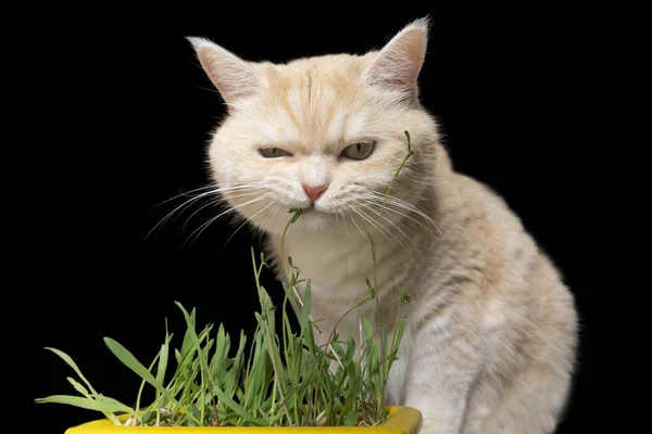 Кот по кличке Тэбби ест траву, изолированную на черном фоне — стоковое фото
