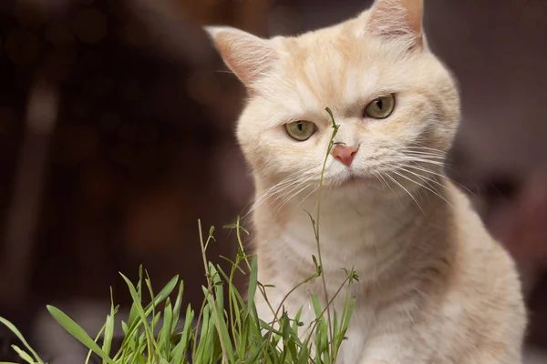 아름다운 크림 태비 고양이는 갈색 배경에, 잔디를 먹고있다 — 스톡 사진