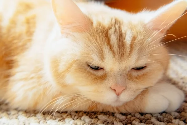 Carino gatto tabby crema poggia la testa sulla zampa, da vicino — Foto Stock