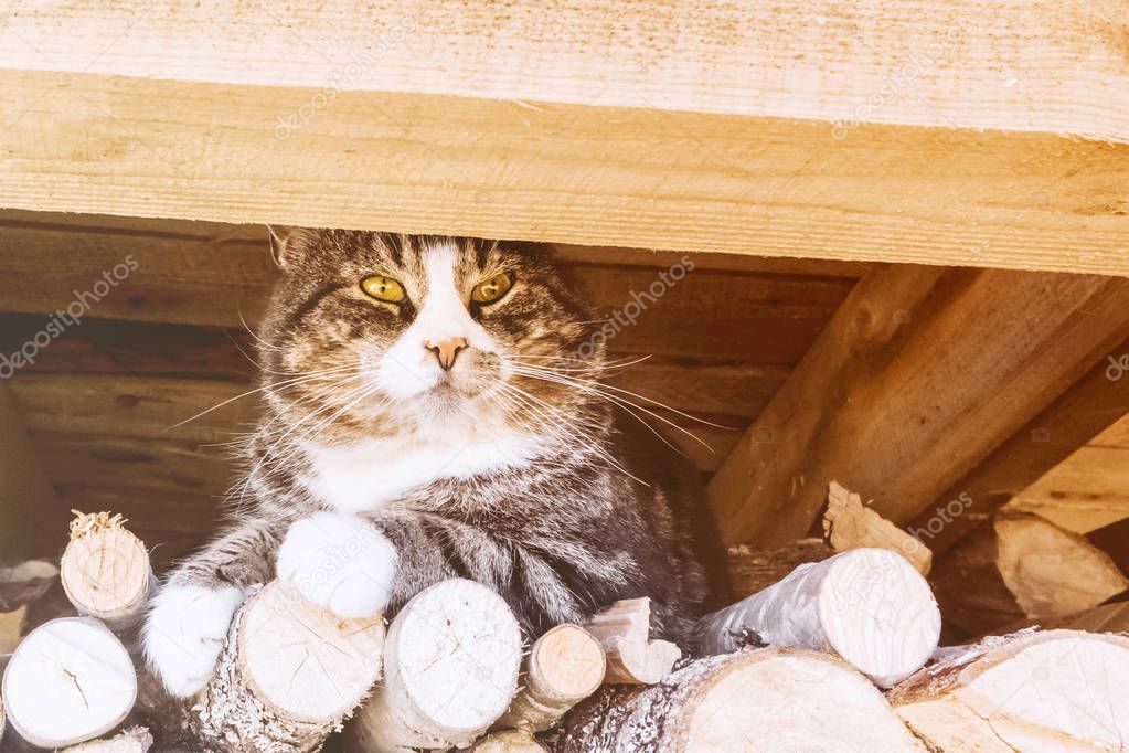 A large cat sits on the wood under the roof