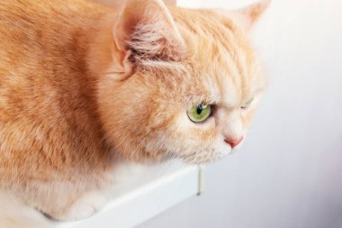 Yeşil gözlü güzel krem tabby kedi closeup