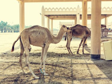 Manama, Bahreyn - 19 Aralık 2018: Kraliyet deve çiftliğinde develer