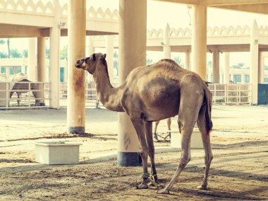 Manama, Bahreyn - 19 Aralık 2018: Kraliyet deve çiftliğinde deve