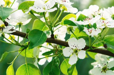 Bahar bahçesinde armut çiçeği yakın yukarı