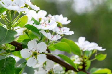 Bahar bahçesinde armut çiçeği yakın yukarı