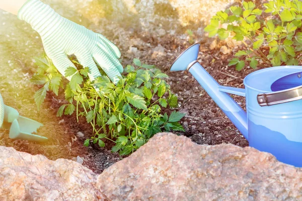 Plantio de plantas Astilba em canteiro de flores — Fotografia de Stock