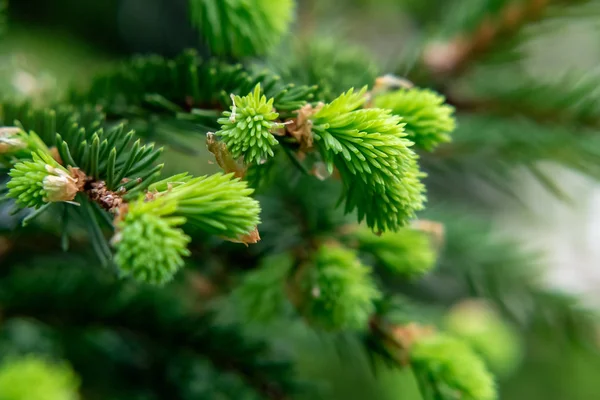 Borrifo de abeto com o crescimento de primavera fresco de agulhas - um belo contexto natural verde — Fotografia de Stock