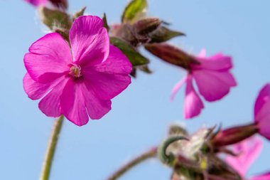 Pembe kır çiçekleri Kırmızı kamp, Kırmızı catchfly, Silene dioica mavi gökyüzüne karşı, closeup