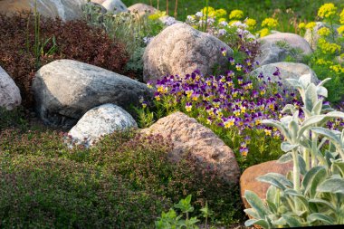 Blooming violets and other flowers in a small rockery in the summer garden clipart