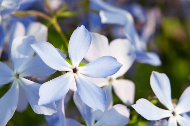Yaz bahçesinde çiçek açan mavi phlox ve diğer çiçekler yakın