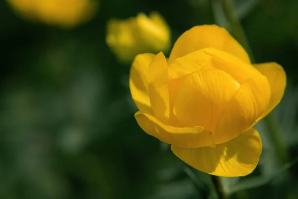 Wild yellow flowers of the European globeflower on the forest lawn close up, copy space