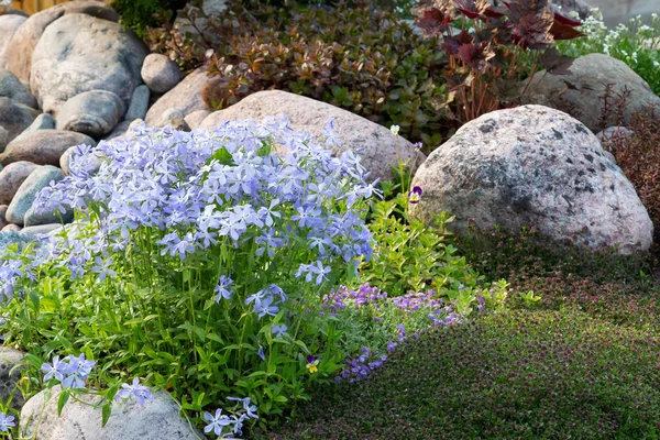 Цветущая голубая флокс и другие цветы в небольших скалах в летнем саду — стоковое фото
