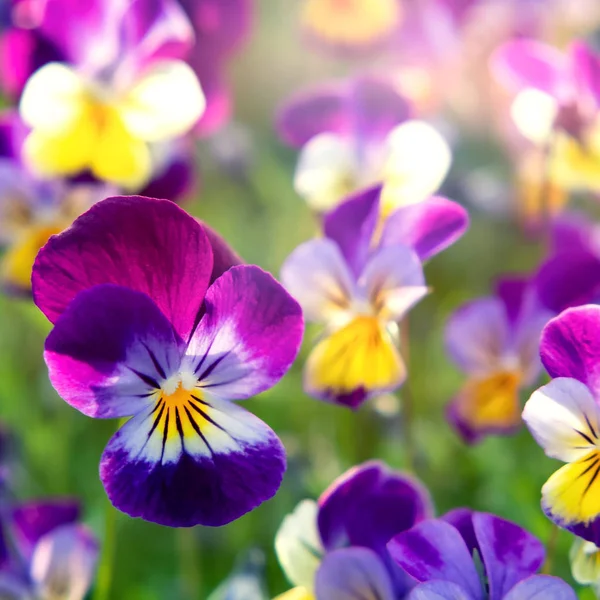 group of perennial yellow-violet Viola cornuta, known as horned pansy or horned violet