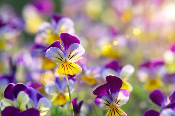 group of perennial yellow-violet Viola cornuta, known as horned pansy or horned violet