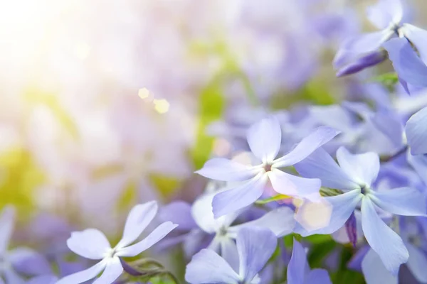 Yaz bahçesinde çiçek açan mavi phlox ve diğer çiçekler yakın — Stok fotoğraf