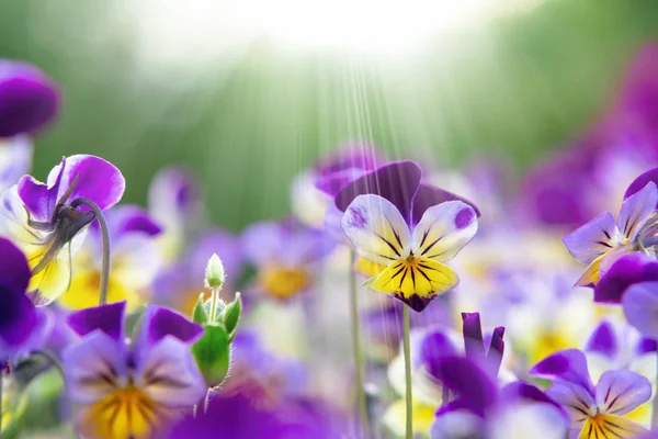 group of perennial yellow-violet Viola cornuta, known as horned pansy or horned violet