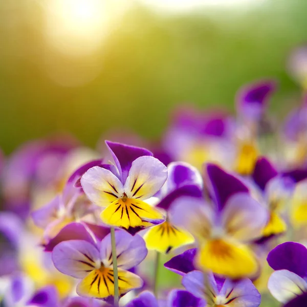 Çok yıllık sarı-Menekşe Viola cornuta grubu, boynuzlu Pansy veya boynuzlu menekşe olarak bilinen — Stok fotoğraf