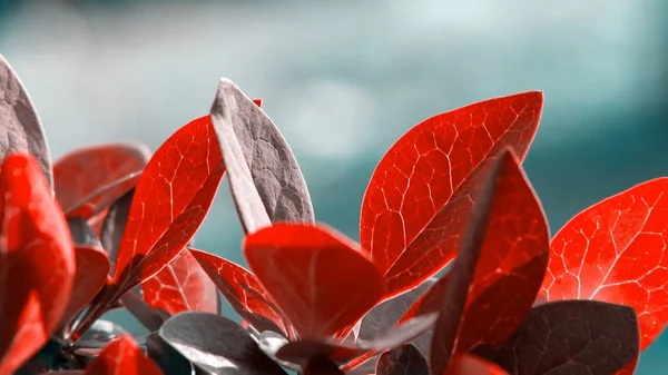 Барбарис Тунберг с красными листьями крупным планом, хонтальное знамя, естественный растительный фон — стоковое фото