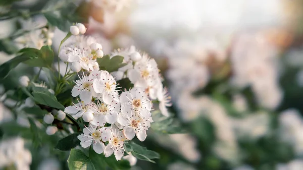 Delicadas flores blancas de espino en el jardín de primavera, primer plano — Foto de Stock
