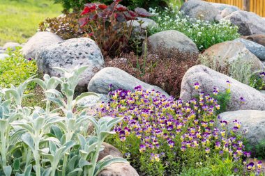 Blooming violets and other flowers in a small rockery in the summer garden clipart